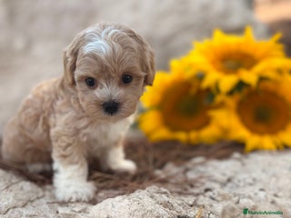 Maltipoo perros - Anuncio 7