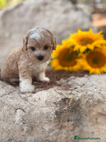 Maltipoo perros - Anuncio 3