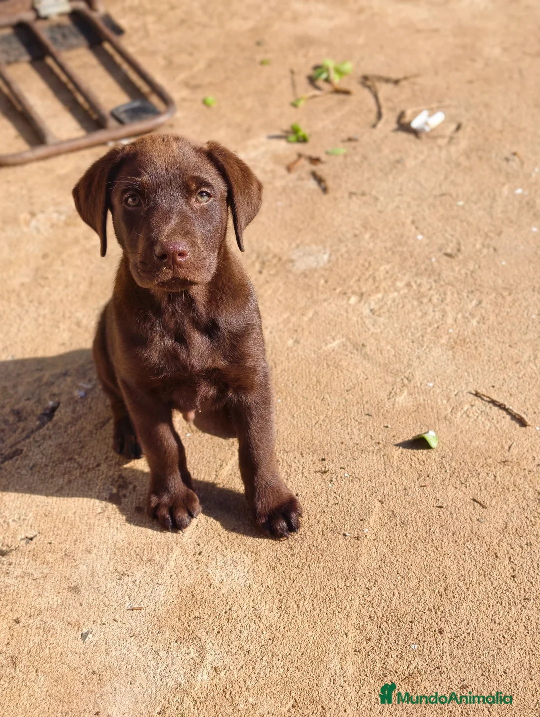 Labrador Retriever perros en venta: Labrador retriever línea inglesa chocolate  - Anuncio 1