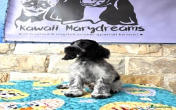 Cocker Spaniel Inglés perros en venta: Cachorros cocker spaniel Inglés listo para entrega - Imagen 6