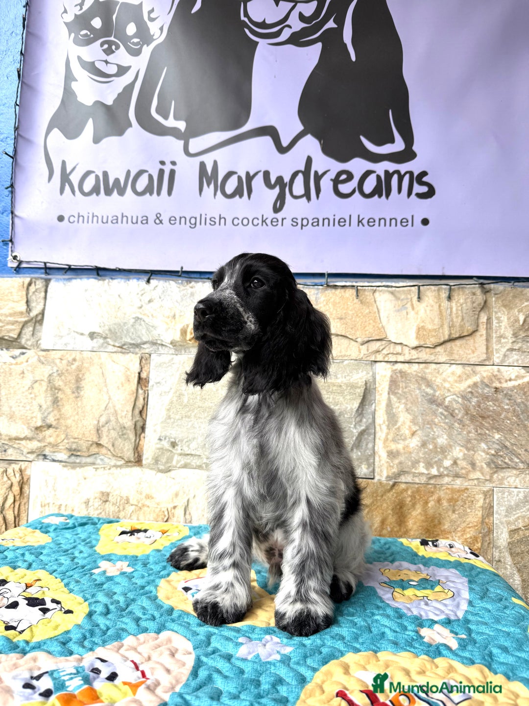 Cocker Spaniel Inglés perros en venta: Cachorros cocker spaniel Inglés listo para entrega - Imagen 6