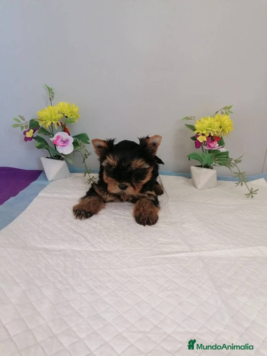 Yorkshire Terrier perros en venta: Preciosa camada de yorshire  - Anuncio 7