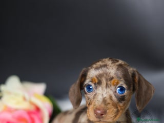 Teckel perros Hembra arlequín chocolate Cantabria - Anuncio 2