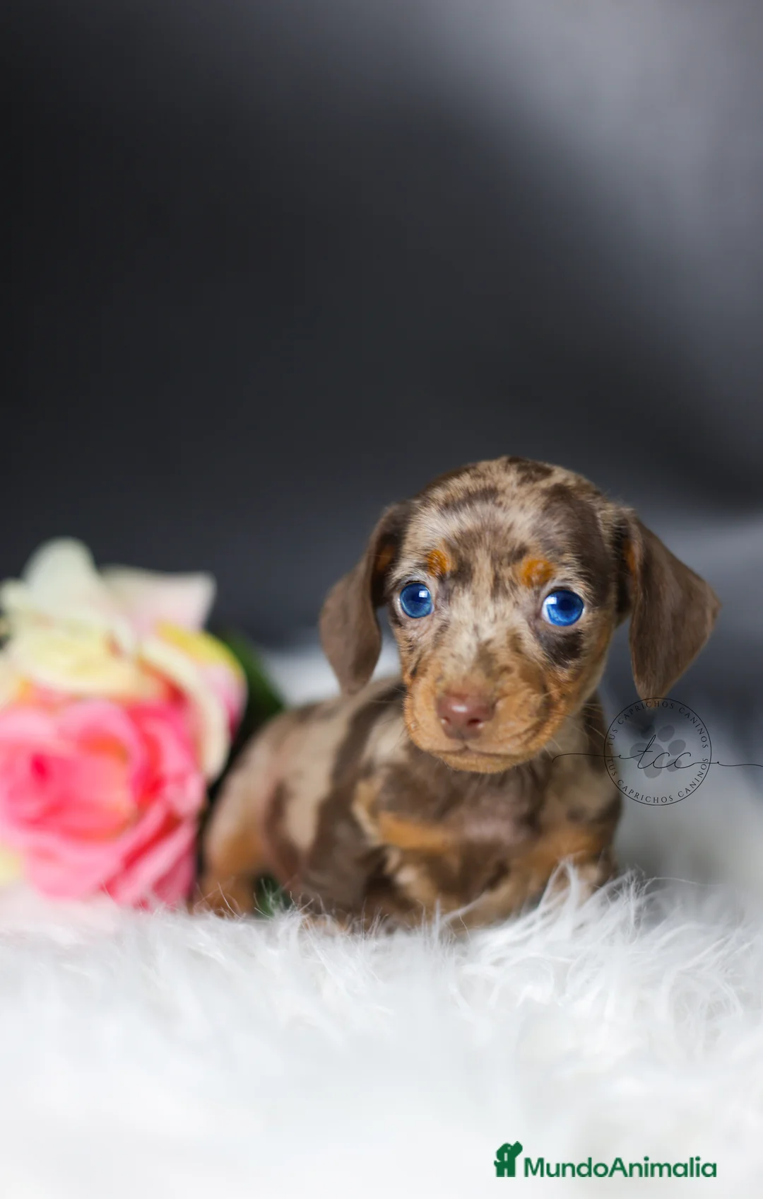 Teckel perros en venta: Hembra arlequín chocolate Cantabria - Anuncio 1