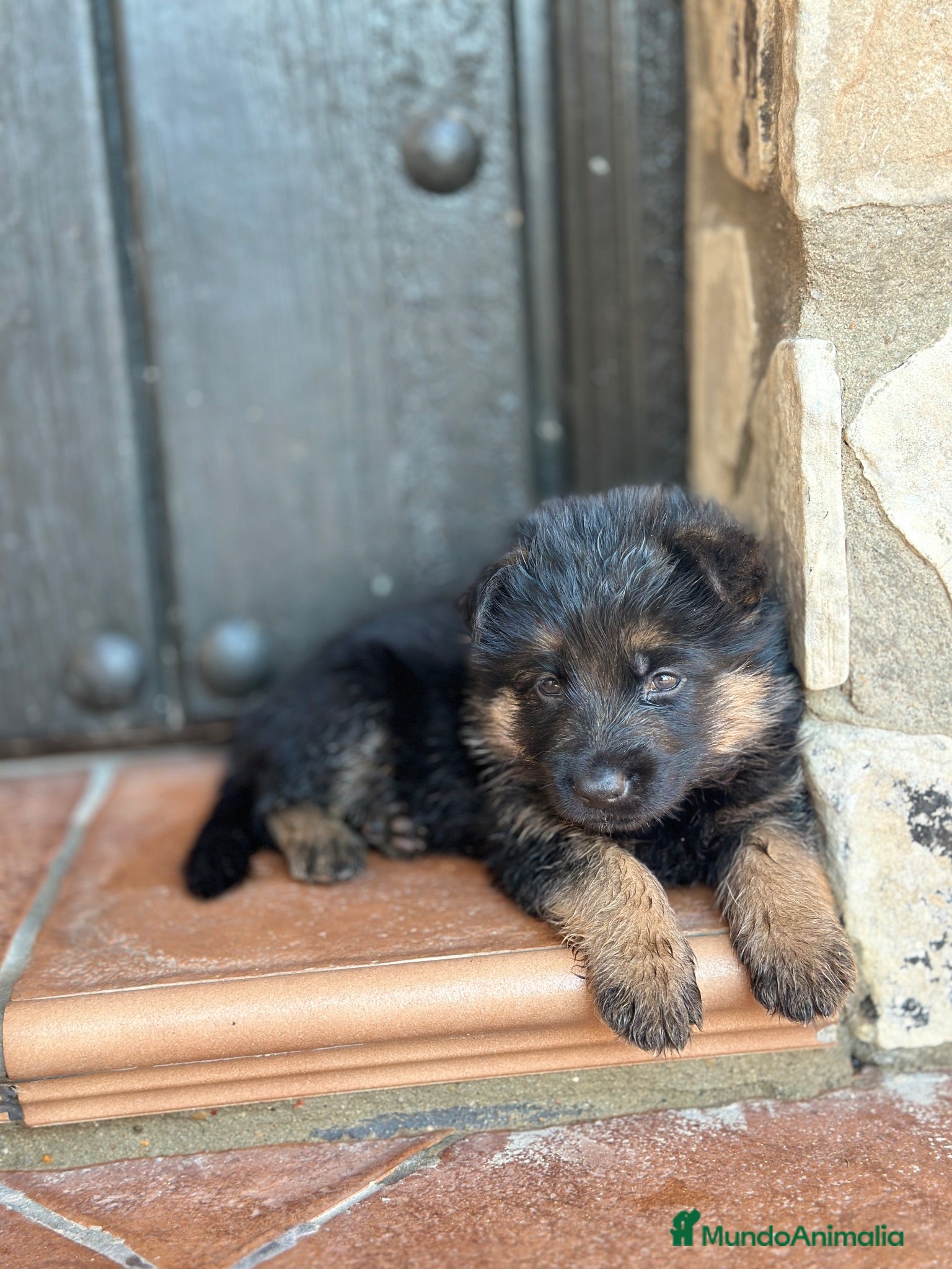 Pastor Alemán perros Cachorros pastor aleman - Anuncio 1