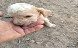 Raza Mixta perros en venta: Cachorritos de cockapoo  - Imagen 2