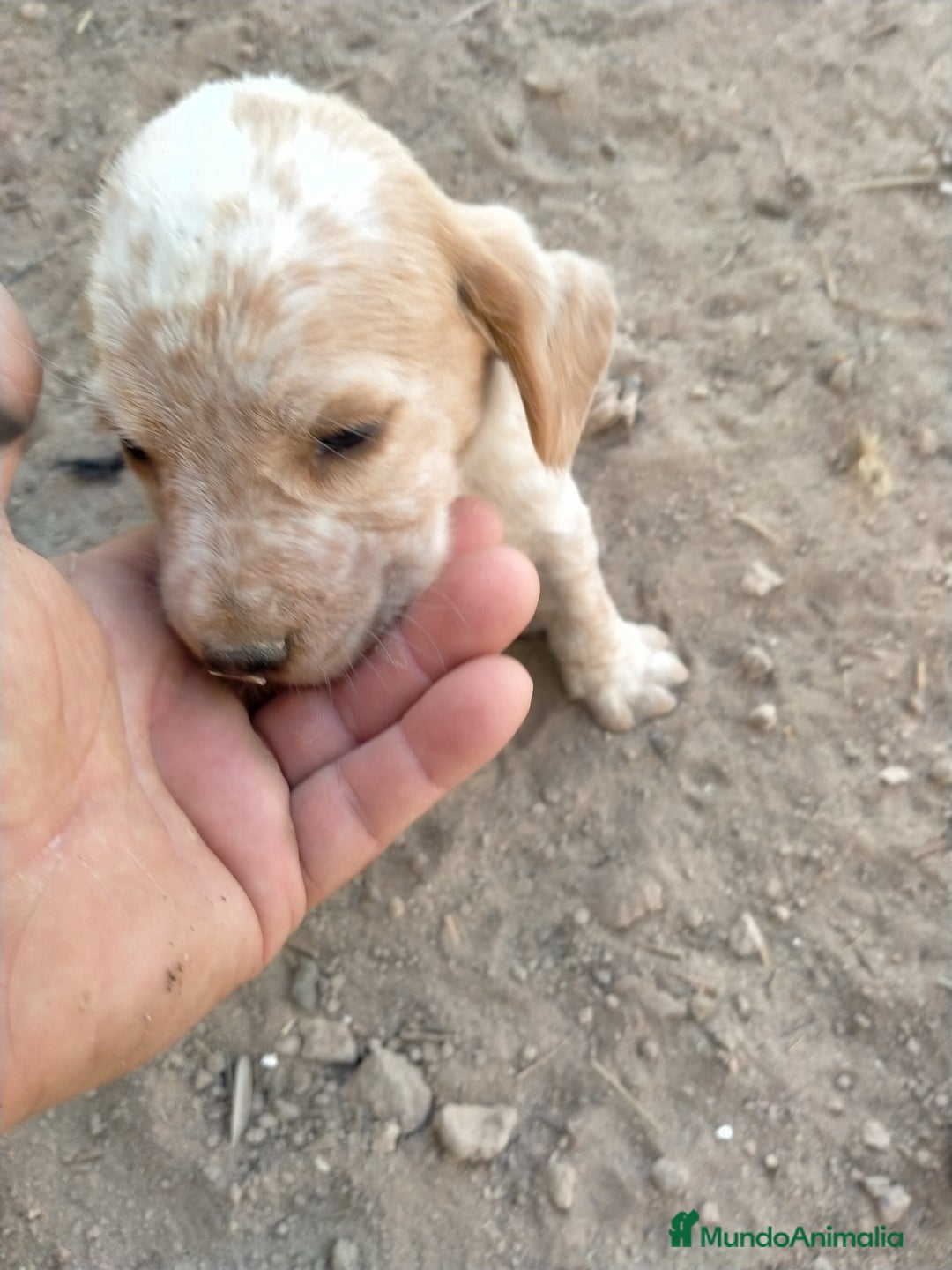 Raza Mixta perros en venta: Cachorritos de cockapoo  - Imagen 2