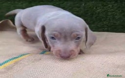 Teckel Miniatura perros en venta: Teckel Mini Isabellos - Anuncio 4