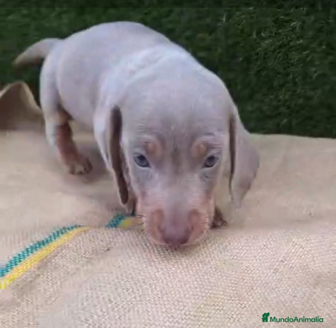 Teckel Miniatura perros en venta: Teckel Mini Isabellos - Anuncio 4