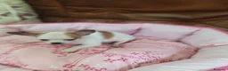 Chihuahua perros en venta: CHIHUAHUA TOY  - Anuncio 10