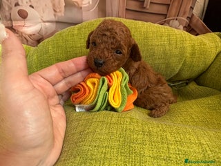 Caniche Toy perros Caniche toy rojo - Anuncio 6