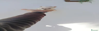 Chihuahua 4