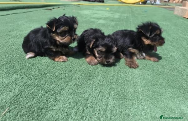 Yorkshire Terrier perros Cachorros de Yorkshire - Anuncio 1