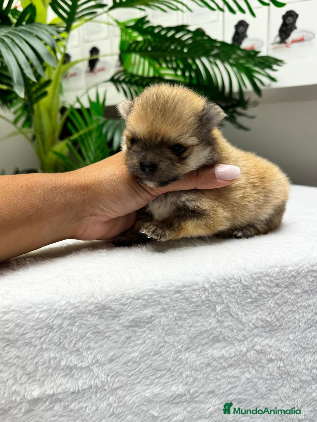 Pomerania perros en venta: POMERANIA. HEMBRAS - Anuncio 2