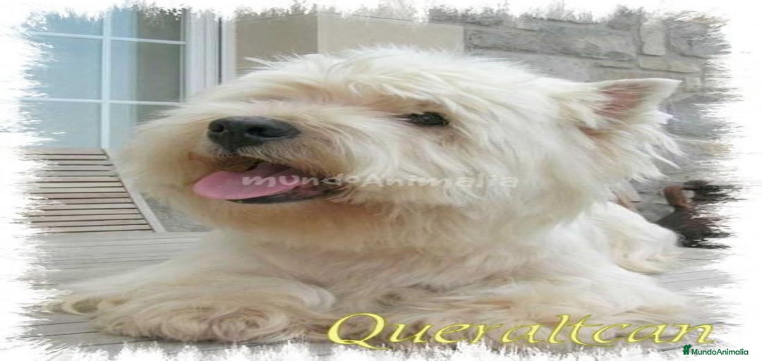 Imagen de galería {{count}}