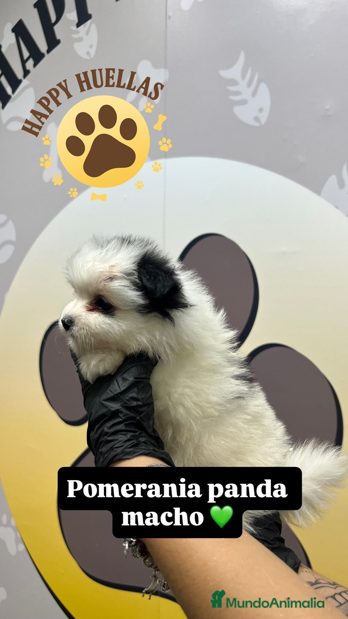 Pomerania perros ✨ Cachorros Pomerania Panda Toy Machos – 3 Meses ✨ - Anuncio 2