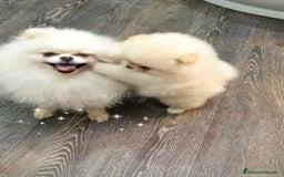 Pomerania perros en venta: Pomerania ositos Boo 🐾🐾 - Imagen 1