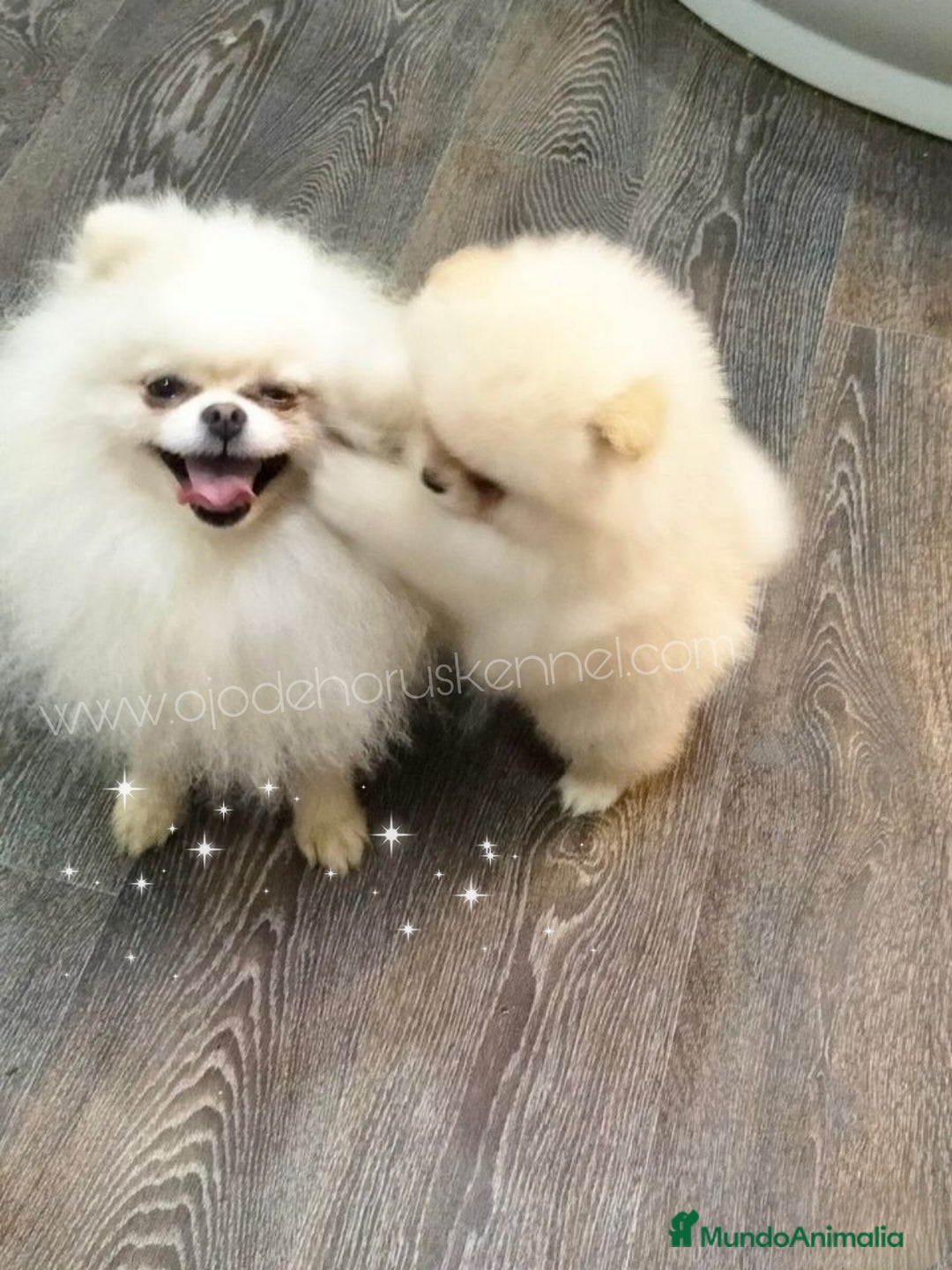 Pomerania perros en venta: Pomerania ositos Boo 🐾🐾 - Imagen 1