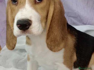 Beagle perros en Barcelona - Anuncio 7