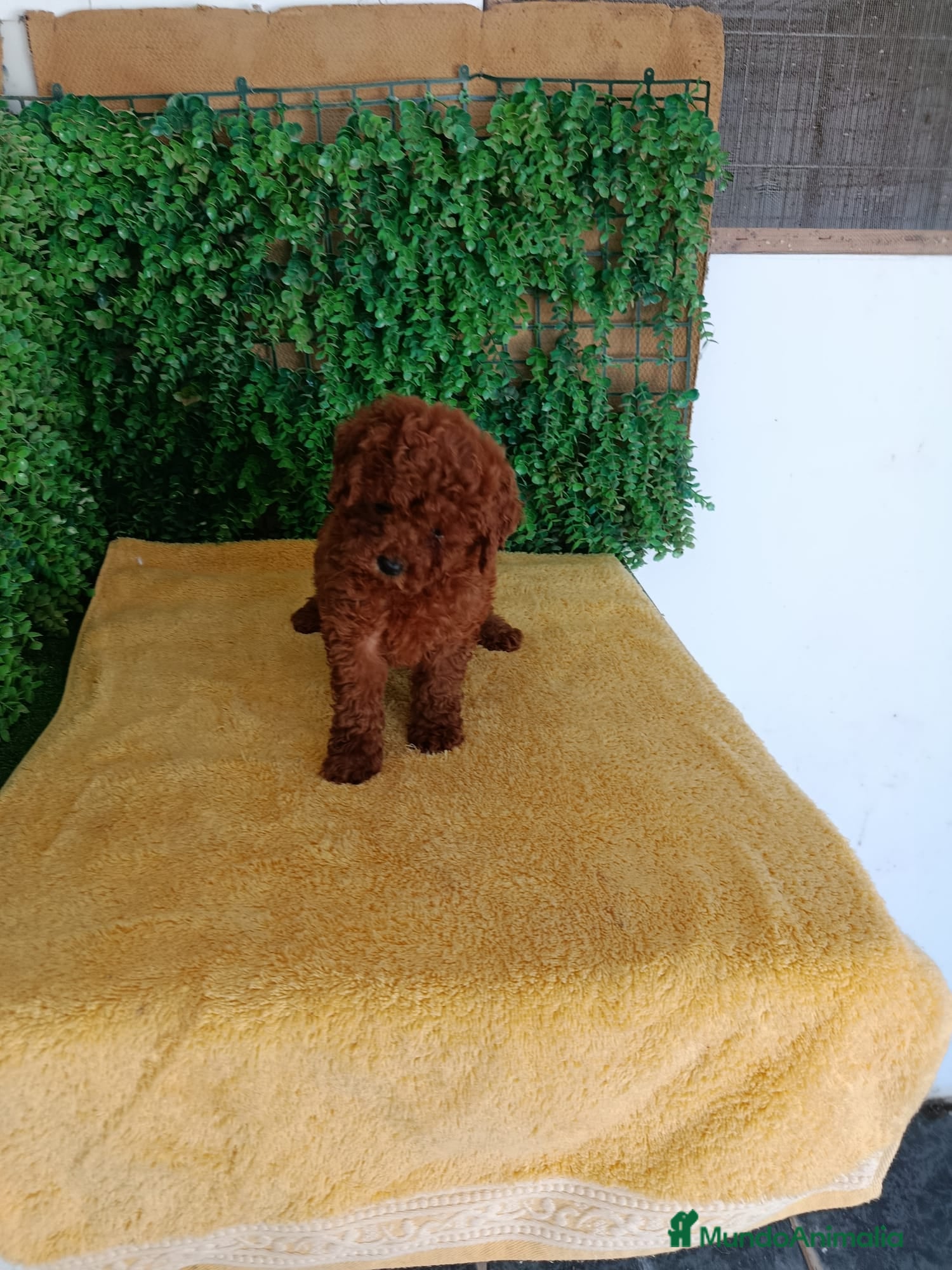 Caniche Toy Cachorro 10