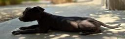 Cane Corso perros en venta: Cane Corso - Anuncio 2
