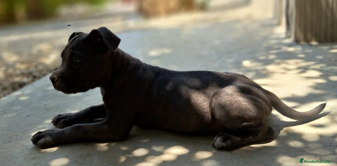 Cane Corso perros en venta: Cane Corso - Anuncio 2