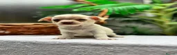 Chihuahua perros en venta:  CAMADA DE CHIHUAHUA – BLANCOS Y CANELA  - Anuncio 19