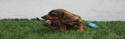 Teckel Miniatura perros en venta: Teckel Miniatura  - Anuncio 26