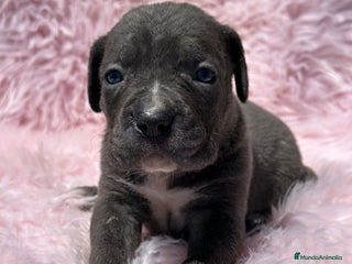 Cane Corso perros - Anuncio 15