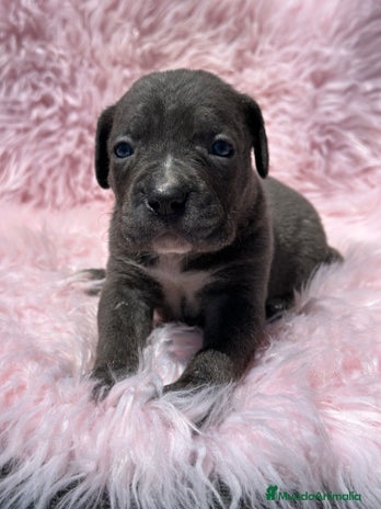 Cane Corso perros - Anuncio 13