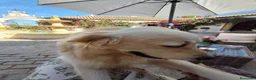 Golden Retriever perros para monta: Golden Retriever para montas en Sevilla - Anuncio 2