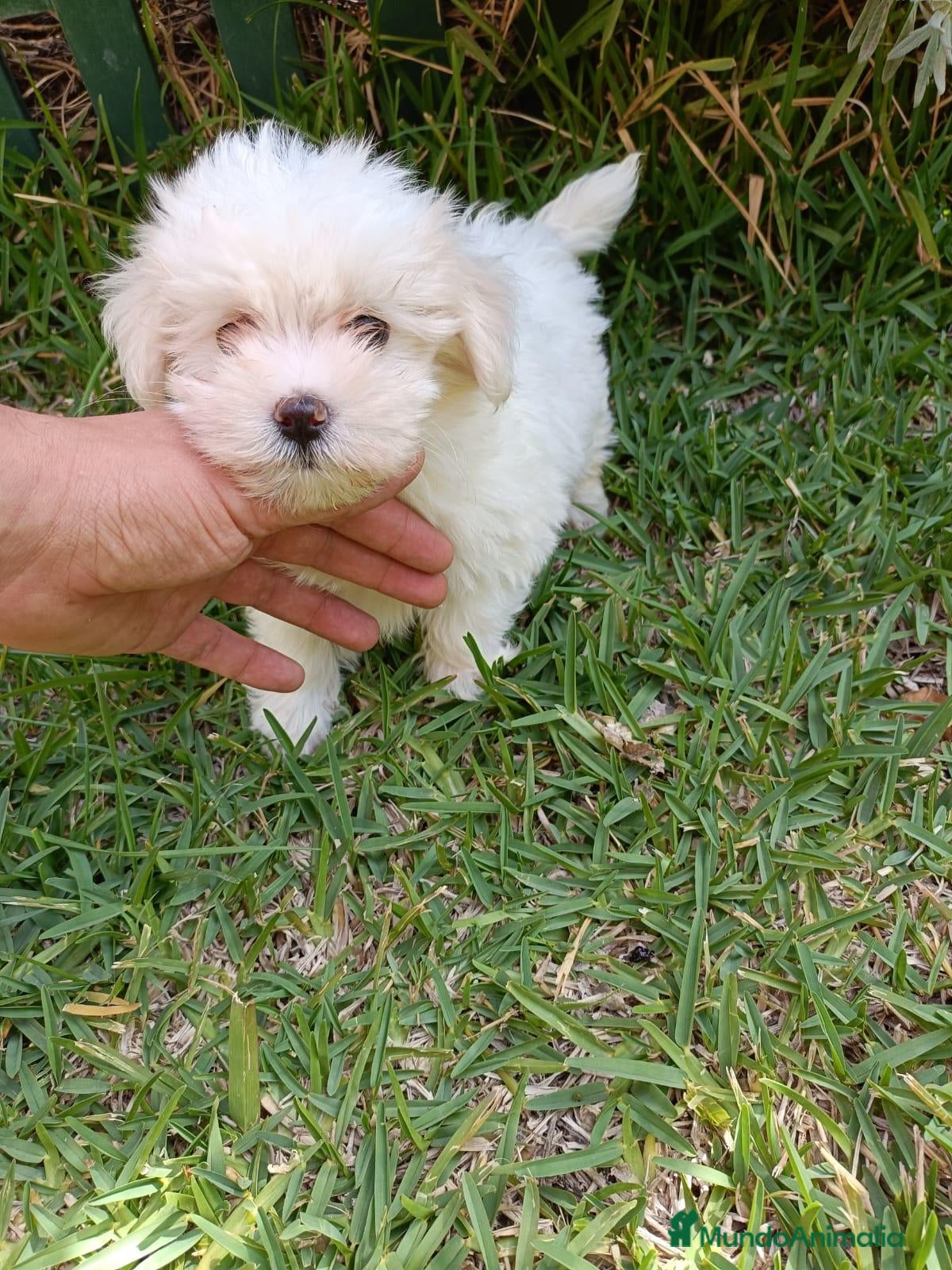 Bichón Maltés perros Bichón Maltés Machos y Hembras - Anuncio 1