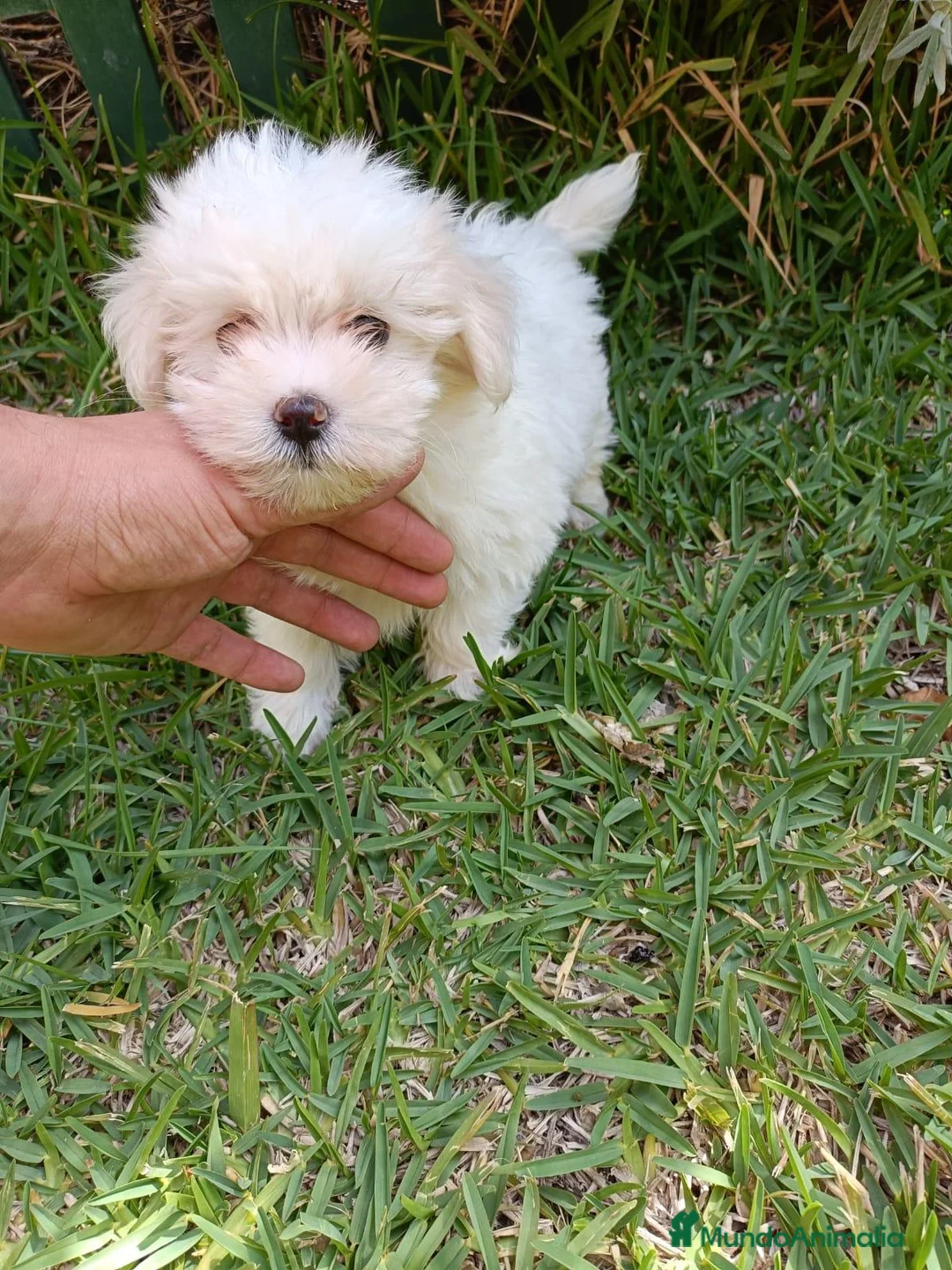 Bichón Maltés perros en venta: Bichón Maltés Machos y Hembras - Anuncio 1