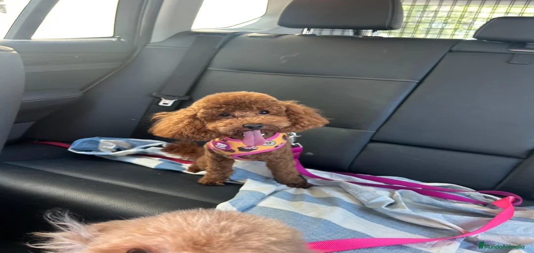 Imagen de galería {{count}}