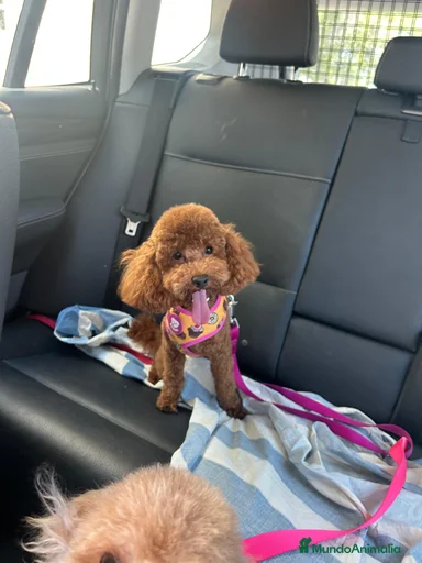 Imagen de galería {{count}}