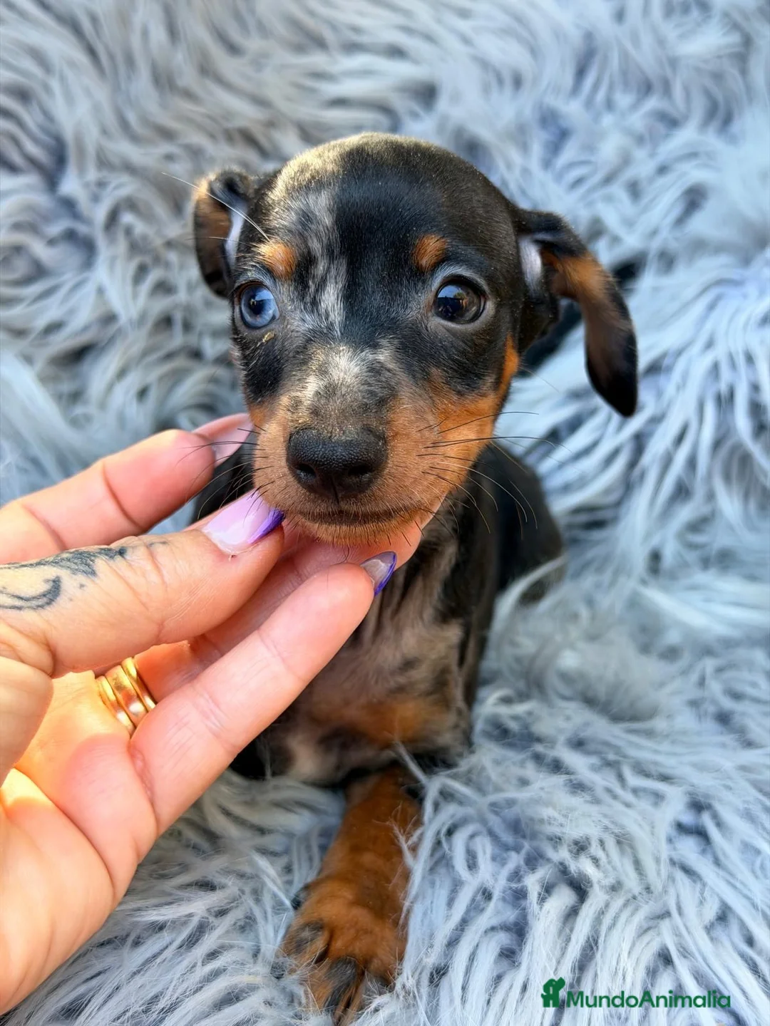 Pinscher Miniatura perros en venta: Macho pinscher miniatura merle💙🐾 - Anuncio 1