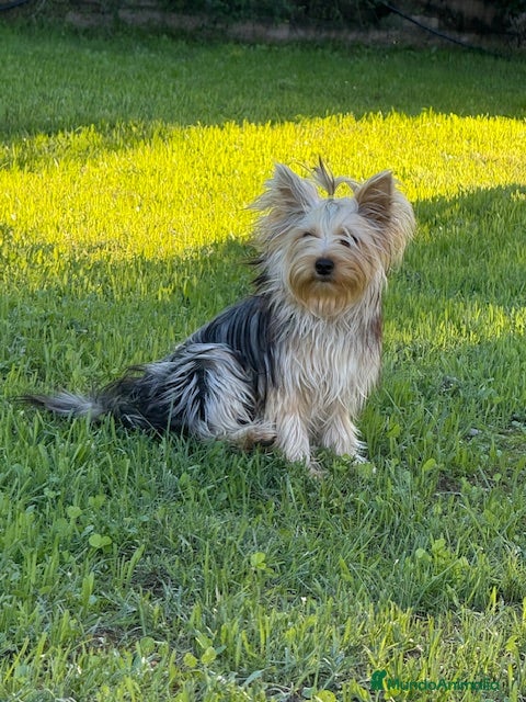 Yorkshire Terrier perros Yorkshire Hembra - Anuncio 1