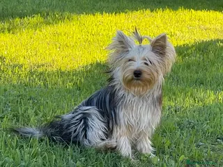Yorkshire Terrier perros Yorkshire Hembra - Anuncio 36