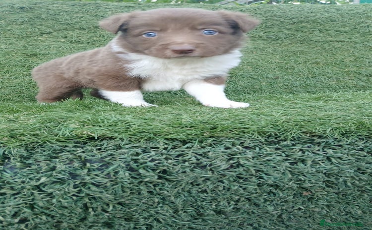 Border Collie perros - Anuncio 1
