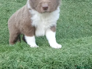 Border Collie perros Border Collie Merle - Anuncio 16