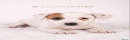 Jack Russell Terrier perros en venta: ADORABLES CACHORRITOS JACK RUSSELL - Anuncio 5