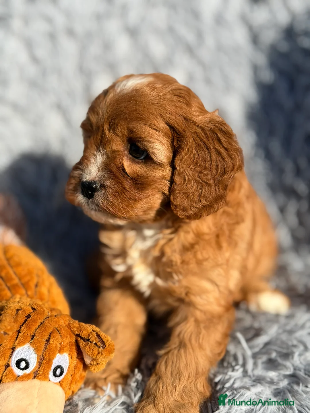 Cavapoo perros en venta: Cavapoo hembra  - Anuncio 3
