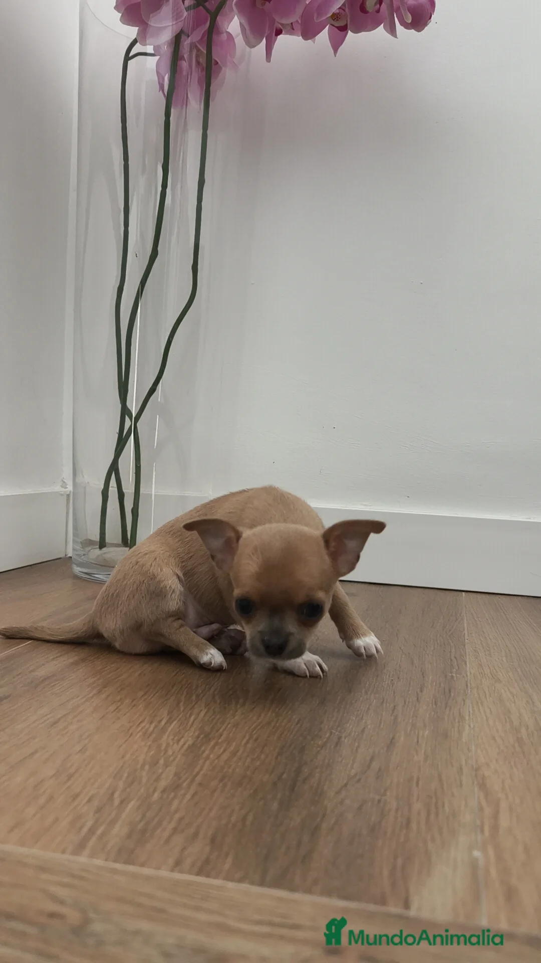 Chihuahua perros en venta: Chihuahua Toy ♂️ - Anuncio 12