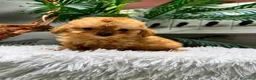 Caniche Toy perros en venta: CANICHE TOY - Anuncio 4