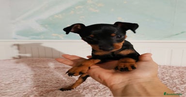 Pinscher Miniatura perros - Propaganda 5