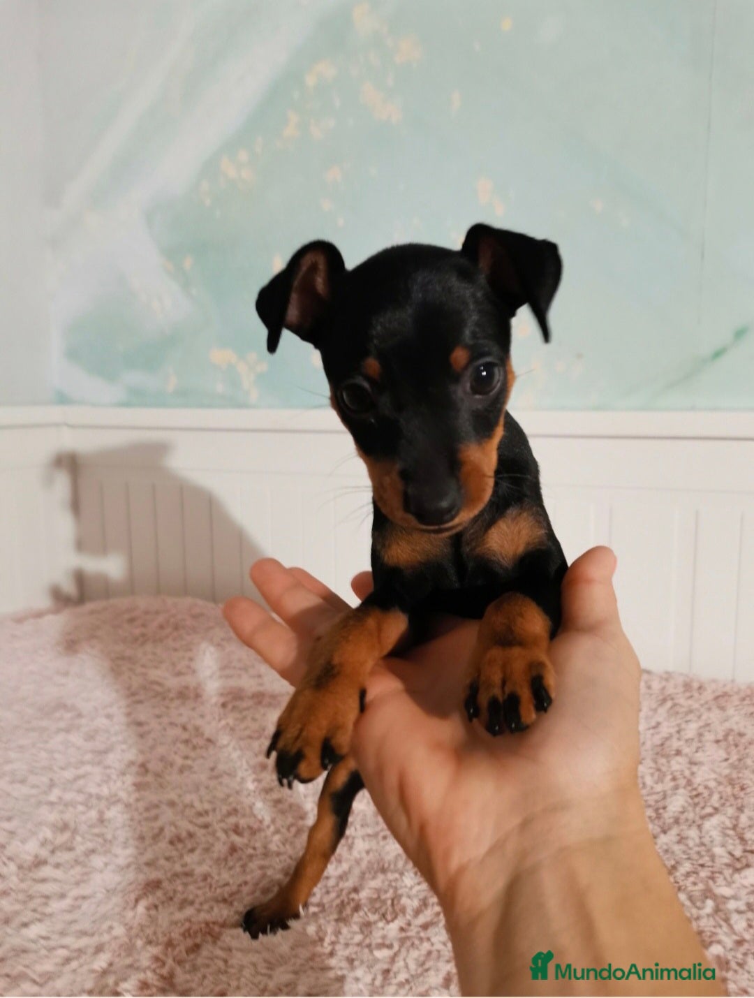 Pinscher Miniatura perros en venta: TOY MINI PINCHER HEMBRA - Imagen 2