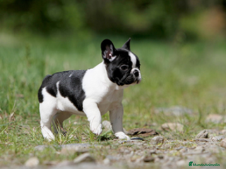 Bulldog Francés perros - Anuncio 14