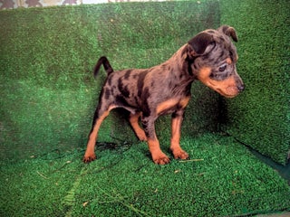 Pinscher Miniatura perros Pinscher - Anuncio 1