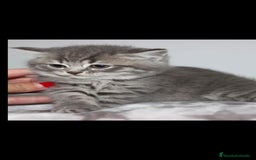 Británico de Pelo Corto gatos en venta: Gatitas British  - Imagen 2