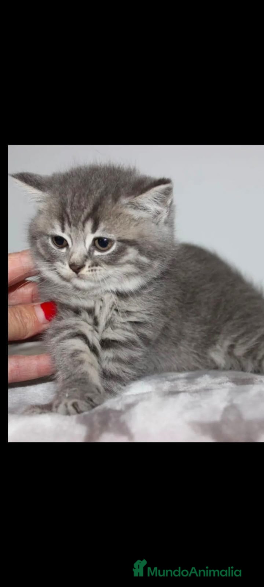 Británico de Pelo Corto gatos en venta: Gatitas British  - Imagen 2